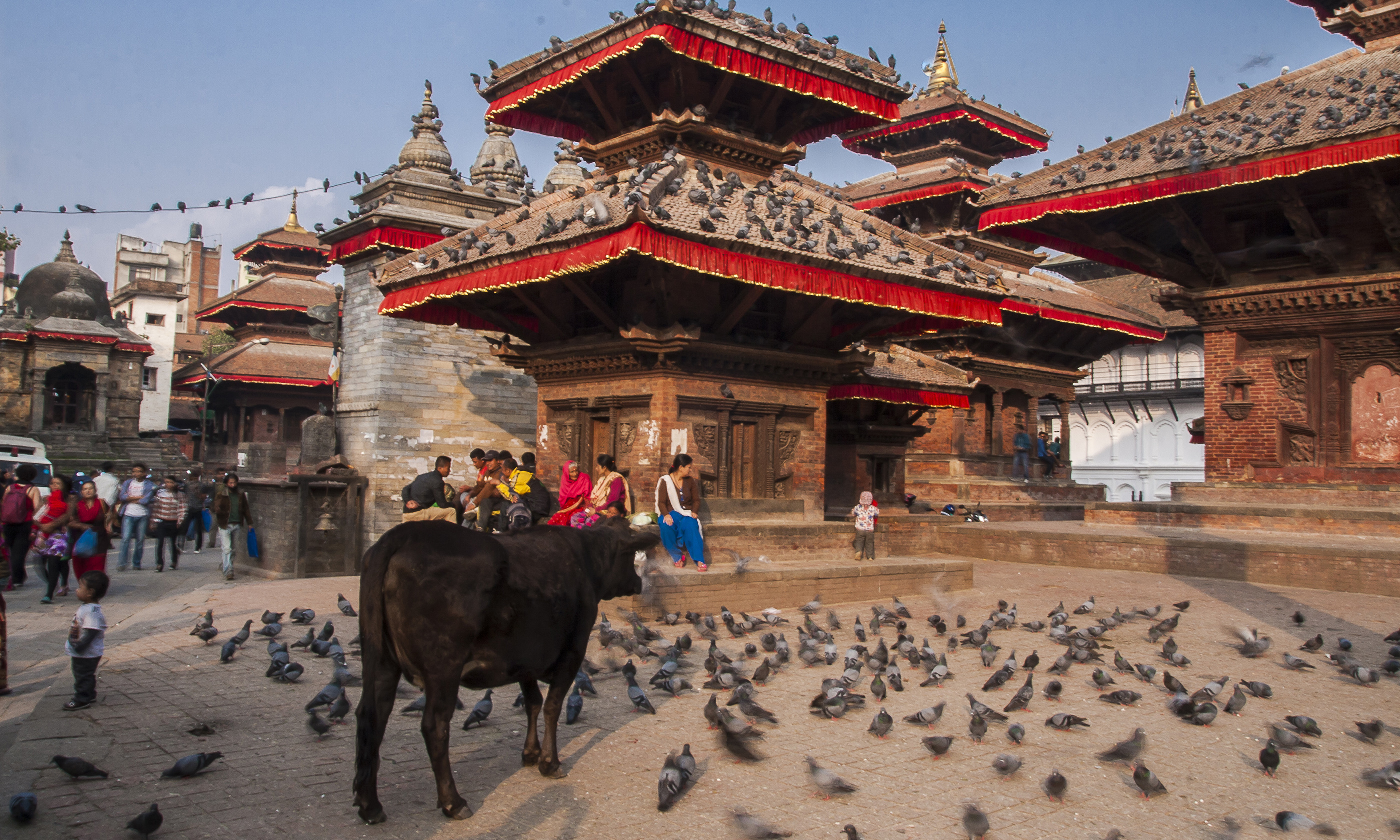 Cow in Durbar Square (Shutterstock.com)