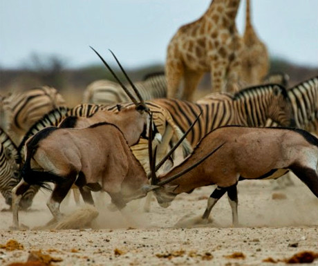 Etosha