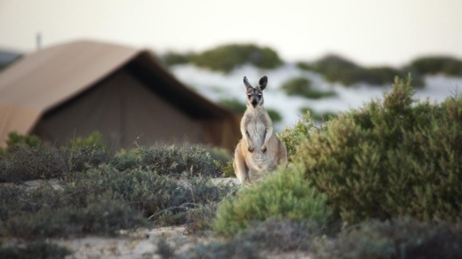 A wallaroo at Sal Salis.