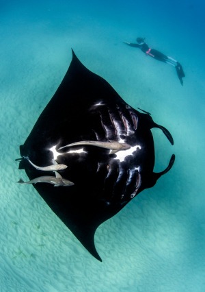 A manta ray, Ningaloo.